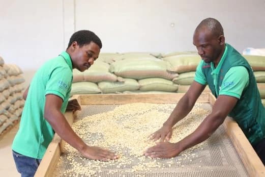 Grain Sorting Process