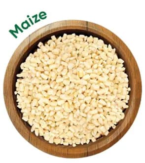 maize grain